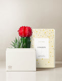Succulents in gift box. - Image 
