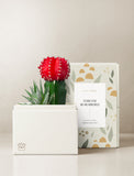Succulents in gift box. - Image 