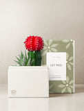 Succulents in gift box. - Image 