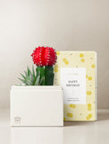 Succulents in gift box. - Image 
