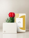 Succulents in gift box. - Image 