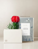 Succulents in gift box. - Image 