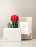 Succulents in gift box. - Image 