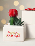 Succulents in gift box. - Image 