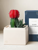 Succulents in gift box. - Image 