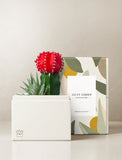 Succulents in gift box. - Image 