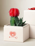 Succulents in gift box. - Image 