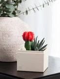Succulents in gift box. - Image 