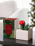 Christmas Joy Garden - Image 