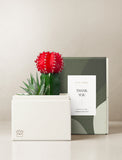 Succulents in gift box. - Image 