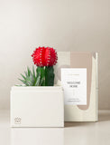 Succulents in gift box. - Image 