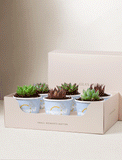 Succulents in mini cups with an occasion. - Image 