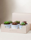 Succulents in mini cups with an occasion. - Image 