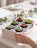 Succulents in mini cups with an occasion. - Image 