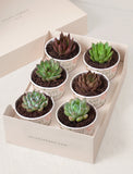 Succulents in mini cups with an occasion. - Image 