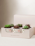 Succulents in mini cups with an occasion. - Image 