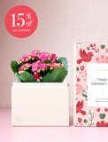 Succulents in gift box. - Image 