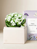Succulents in gift box. - Image 