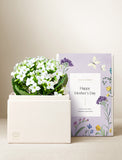 Succulents in gift box. - Image 