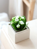 Succulents in gift box. - Image 