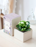 Succulents in gift box. - Image 