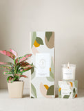 Plant next to gift box and candle. - Image 