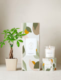 Plant next to gift box and candle. - Image 