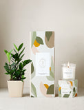 Plant next to gift box and candle. - Image 