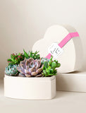 Heart-shaped gift box filled with vibrant, assorted succulents and tied with a decorative pink ribbon. - Image 