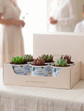 Succulents in mini cups with an occasion. - Image 
