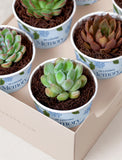 Succulents in mini cups with an occasion. - Image 