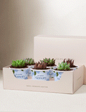 Succulents in mini cups with an occasion. - Image 
