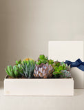 Succulents in gift box. - Image 