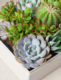 Succulents in gift box. - Image 