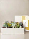 Succulents in gift box. - Image 