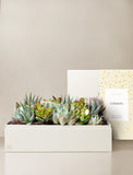 Succulents in gift box. - Image 