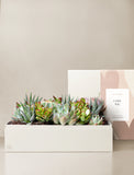 Succulents in gift box. - Image 