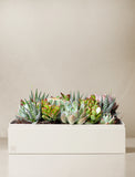 Succulents in gift box. - Image 