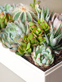 Succulents in gift box. - Image 