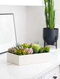 Succulents in gift box. - Image 