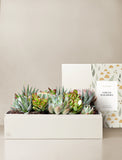 Succulents in gift box. - Image 