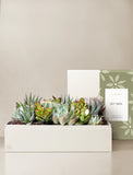 Succulents in gift box. - Image 