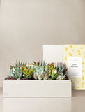 Succulents in gift box. - Image 