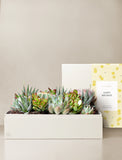 Succulents in gift box. - Image 