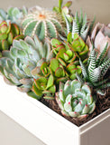 Succulents in gift box. - Image 
