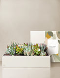 Succulents in gift box. - Image 