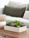 Succulents in gift box. - Image 