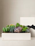 Succulents in gift box. - Image 