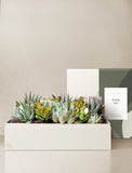 Succulents in gift box. - Image 