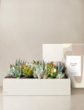 Succulents in gift box. - Image 